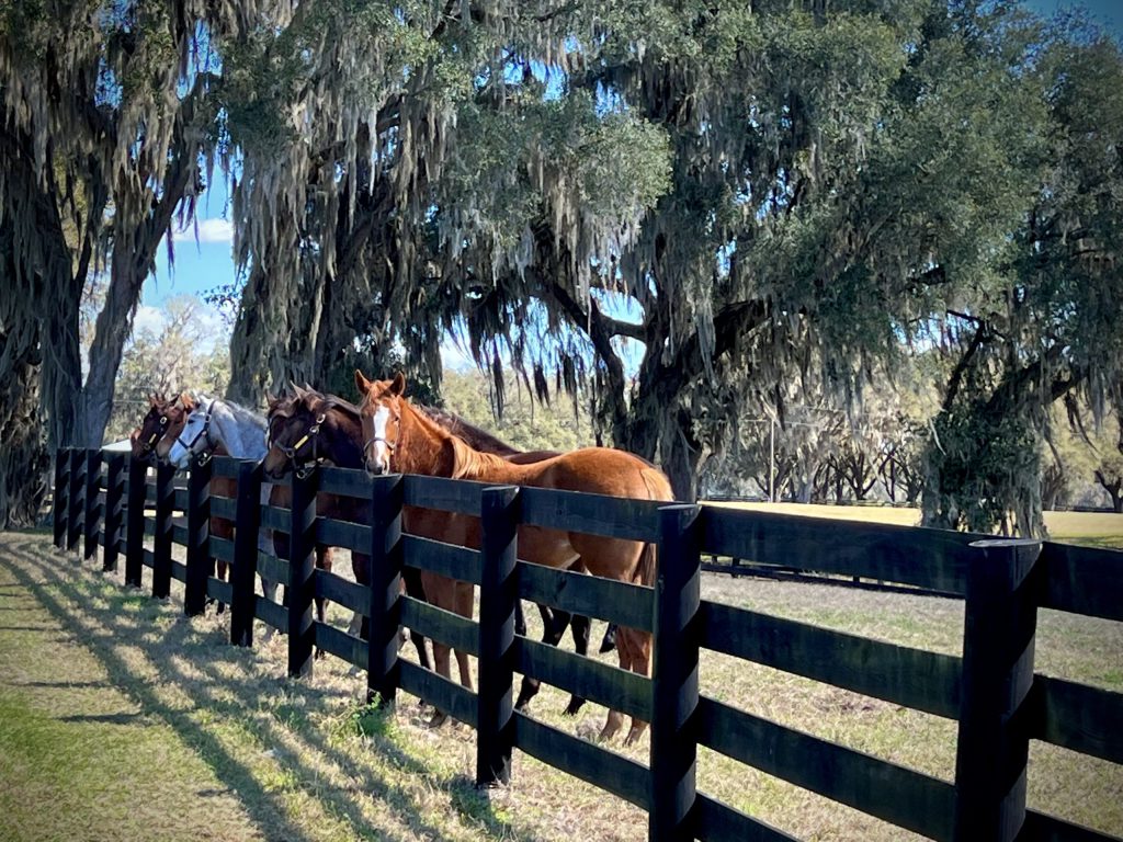 Horse Farms Near Me Hiring Part Time